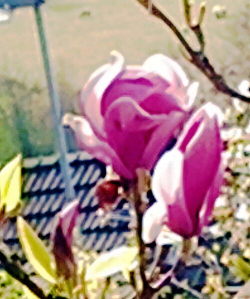 K1600_Bluten-eiiner-Purpur-MagnolieMagnolia-liliifloraDesr..jpeg