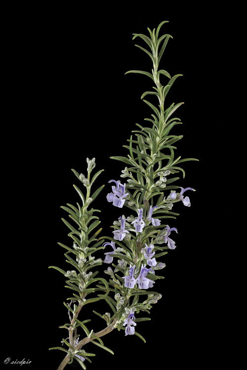 Rosmarin_Rosmarinus-officinalis_20260415_0001_B_Web.jpeg