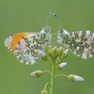 Aurorafalter_Anthocharis-cardamines_20210503_0016_B_Web