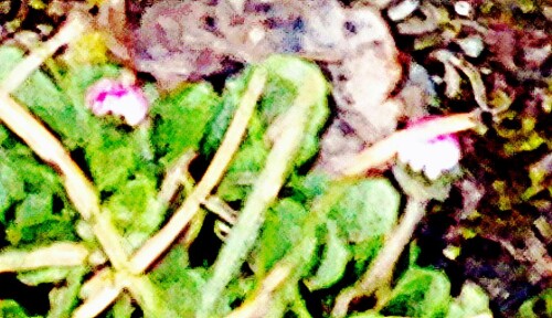 K800_GanseblumchenBellis-perennis.-1.jpeg