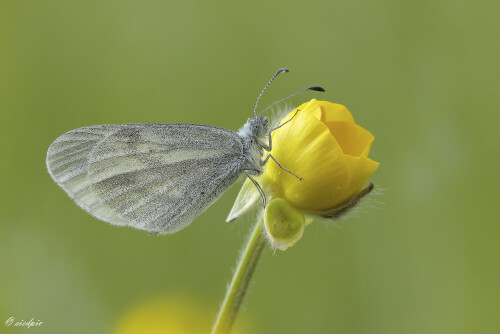 Senfweissling_Leptidea-sinapis_20260420_0001_B_Web.jpeg