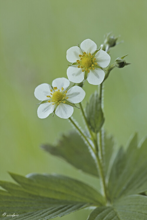 Wald-Erdbeere_Fragaria-vesca_20260420_0004_B_Web.jpeg