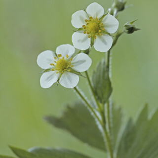Wald-Erdbeere_Fragaria-vesca_20260420_0004_B_Web