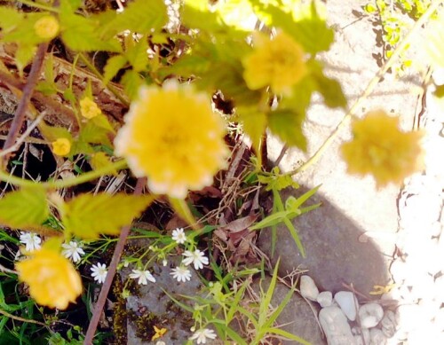 K800_Bluten-einer-Japanischen-KerrieKerria-japonicaL.DC.-Zuchtform-leniflora.j.jpeg