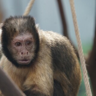 Kapuzineraffe