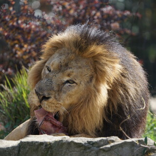 Lowenmahlzeit