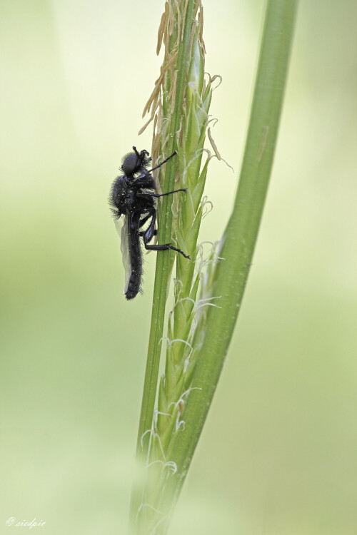 Maerzfliege_Bibio-marci_20260422_0003_B_Web.jpeg