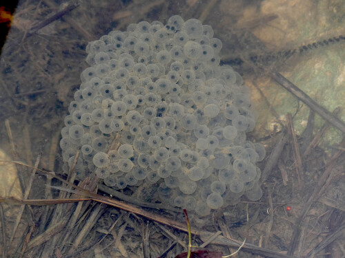 2026-04-03-Froschlaich-2.jpeg