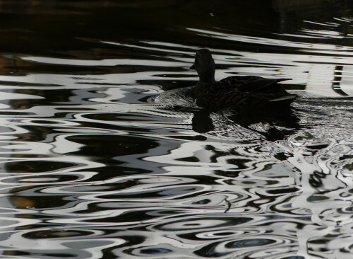2026-04-16-bewegtes-Wasserbild-5.jpeg