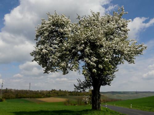 2026-04-18-bluhender-Birnbaum-2.jpeg