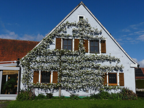 2026-04-20-Morlach-Haus-in-Birnen-Vollblute.jpeg