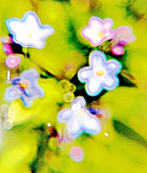 Buntes-VergissmeinnichtMyosotis-discolorL..jpeg