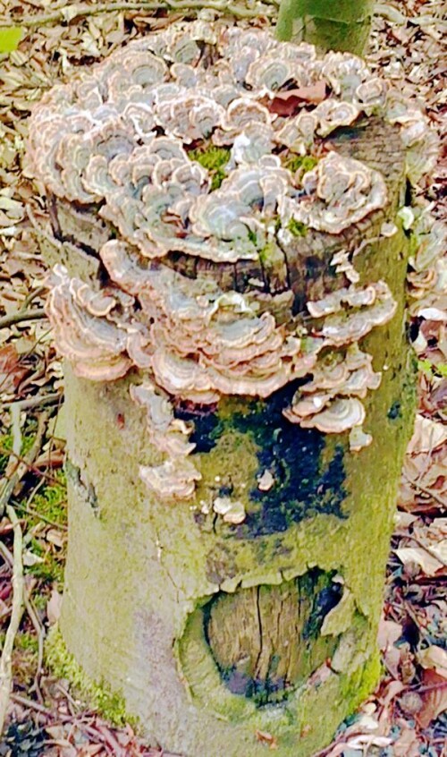 K800_Baumstumpf-einer-RotbucheFagus-sylvaticaL.-mit-Schmetterlingstrameten-April-2026.jpeg