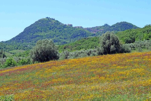 2.4-blumenwiese-bei-tolfa.jpeg
