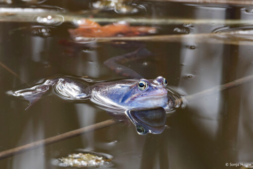 IMG_0579_-Sonja-Haase-Moorfrosch.jpeg