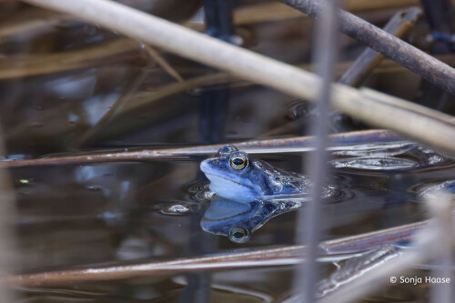 IMG_0639_-Sonja-Haase-Moorfrosch-Mannchen.jpeg