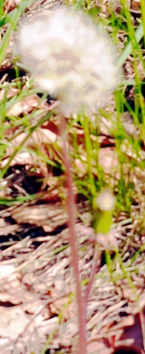 K800_Pusteblume.jpeg