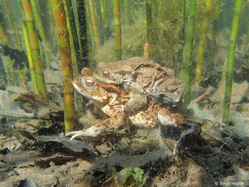 P4110443_-Sonja-Haase-Erdkroten-Bufo-bufo.jpeg