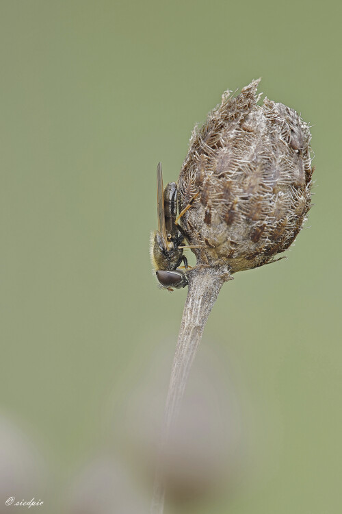 Erzschwebfliege_Cheilosia-nebulosa_20260401_0007_B_Web.jpeg