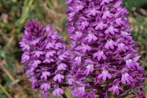 3.2-muckenhandelwurz-densiflora.jpeg