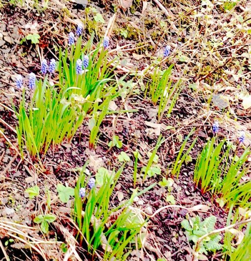 K800_Weinberg-TraubenhyazintheMuscari-neglectaL..jpeg
