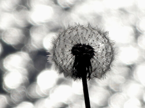 2026-04-29-Pusteblume-vor-den-Sonnenfluten-des-Altmuhlsees-2.jpeg