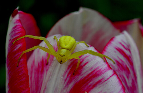 2026-05-03-gelbe-Krabbenspinne-4.jpeg