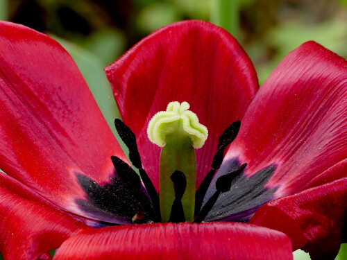 2026-05-05-Rote-Tulpe-4.jpeg