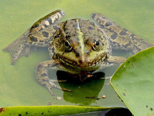 2026-05-05-Teichfrosch-4.jpeg