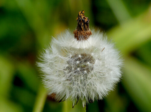 2026-05-05-gekronte-Pusteblume-2.jpeg