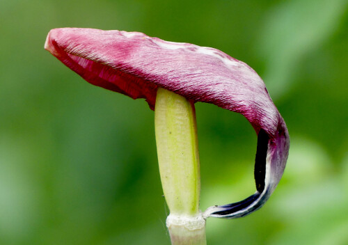 2026-05-05-modische-Tulpenmutze.jpeg