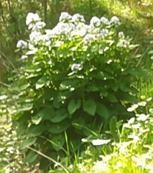K800_Ausdauerndes-SilberblattLunaria-redidivaL..jpeg