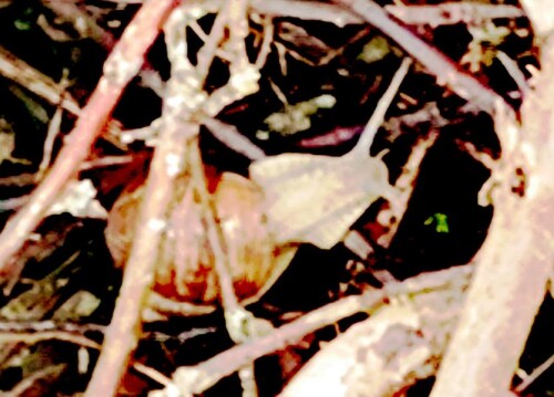 K800_WeinbergschneckeHelix-pomatiaL.-1758-unterwegs-April-2026.jpeg