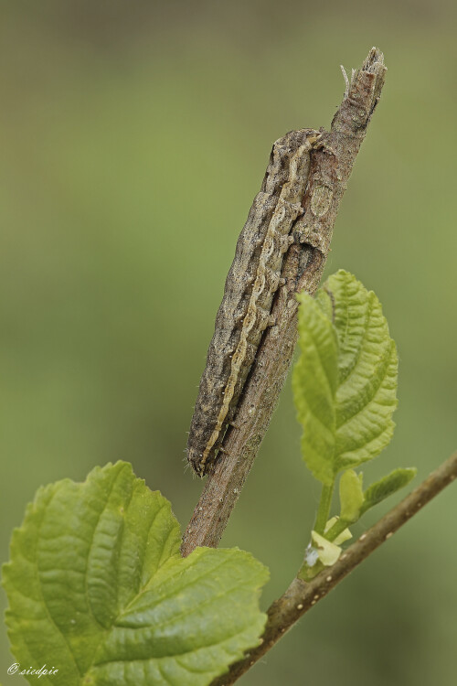 Breitfluegelige-Bandeule_Noctua-comes_20260504_0012_B_Web.jpeg