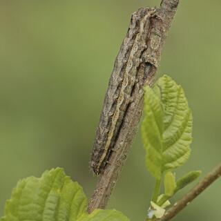 Breitfluegelige-Bandeule_Noctua-comes_20260504_0012_B_Web