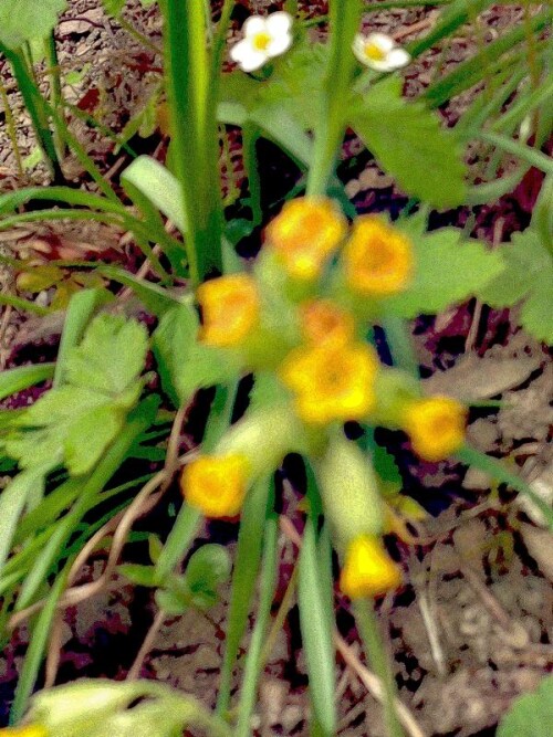 K800_Bluten-einer-Echten-Schlusselblume-2.jpeg