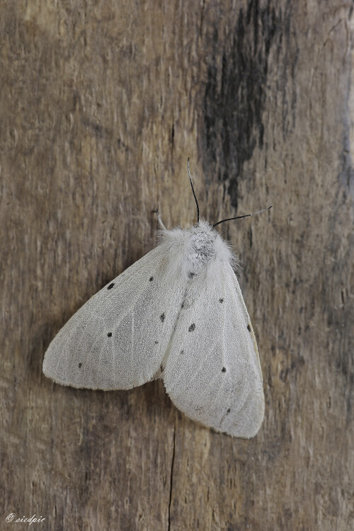 Grauer Fleckleibbär, Diaphora mendica, Muslin moth

Aufnahmeort: Odenwald
Kamera: Canon EOS 60D
Objektiv: Sigma Makro 150mm
Stativ

# 00691

© Alle von mir veröffentlichten Bilder unterliegen dem Urheberrecht und dürfen ohne meine schriftliche Genehmigung nicht verwendet werden.