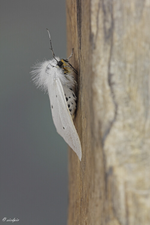 Grauer Fleckleibbär, Diaphora mendica, Muslin moth

Aufnahmeort: Odenwald
Kamera: Canon EOS 60D	
Objektiv: Sigma Makro 150mm
Stativ

# 00692

© Alle von mir veröffentlichten Bilder unterliegen dem Urheberrecht und dürfen ohne meine schriftliche Genehmigung nicht verwendet werden.