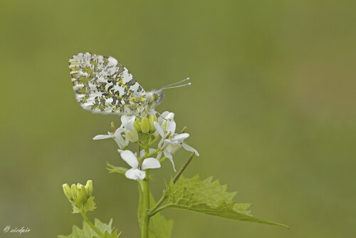 Aurorafalter_Anthocharis-cardamines_20260416_0005_B_Web.jpeg