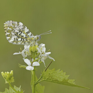 Aurorafalter_Anthocharis-cardamines_20260416_0005_B_Web