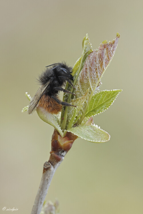 Gehoernte-Mauerbiene_Osmia-cornuta_20260323_0010_B_Web.jpeg