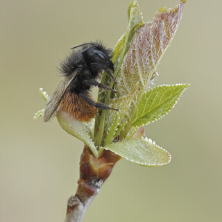 Gehoernte-Mauerbiene_Osmia-cornuta_20260323_0010_B_Web