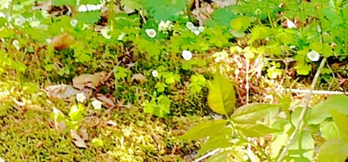 K800_SauerkleeOxalis-acetosellaL..jpeg