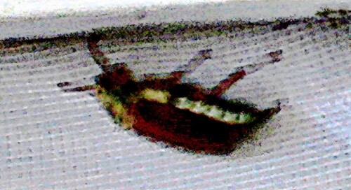 K800_Feld-MaikaferMelolontha-melolonthaL.-1758_upscayl_1x_upscayl-standard-4x.jpeg