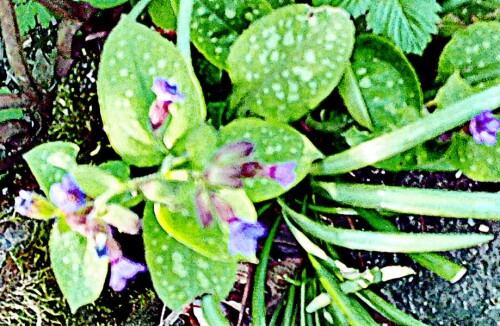 K800_Geflecktes-LungenkrautPulmonaria-officinalisL._upscayl_1x_upscayl-standard-4x.jpeg