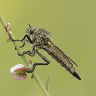 Berg-Raubfliege_Didysmachus-picipes_20260507_0006_B_Web