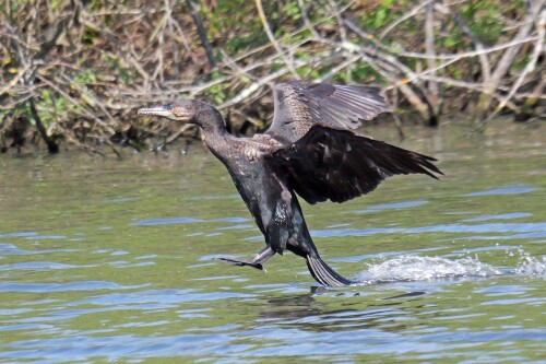 6.1-kormoran-landet.jpeg