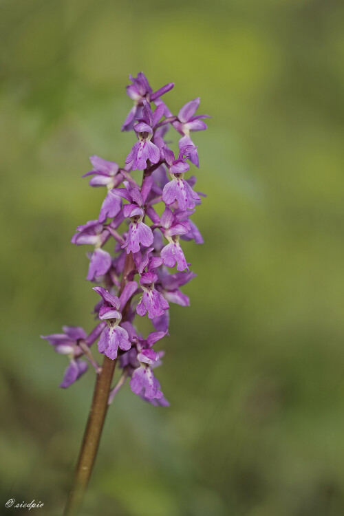 Maennliches-Knabenkraut_Orchis-mascula_20260507_0002_B_Web.jpeg