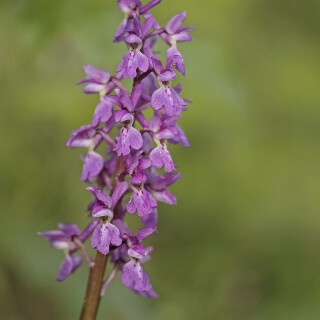 Maennliches-Knabenkraut_Orchis-mascula_20260507_0002_B_Web