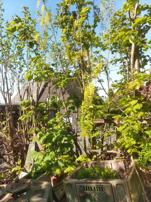 K800_Hybrid-GoldregenLaburnum-x-watereri2.jpeg